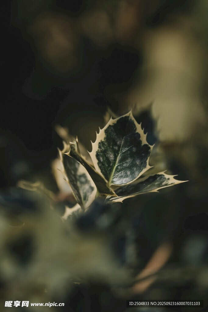 水中枯叶蝶