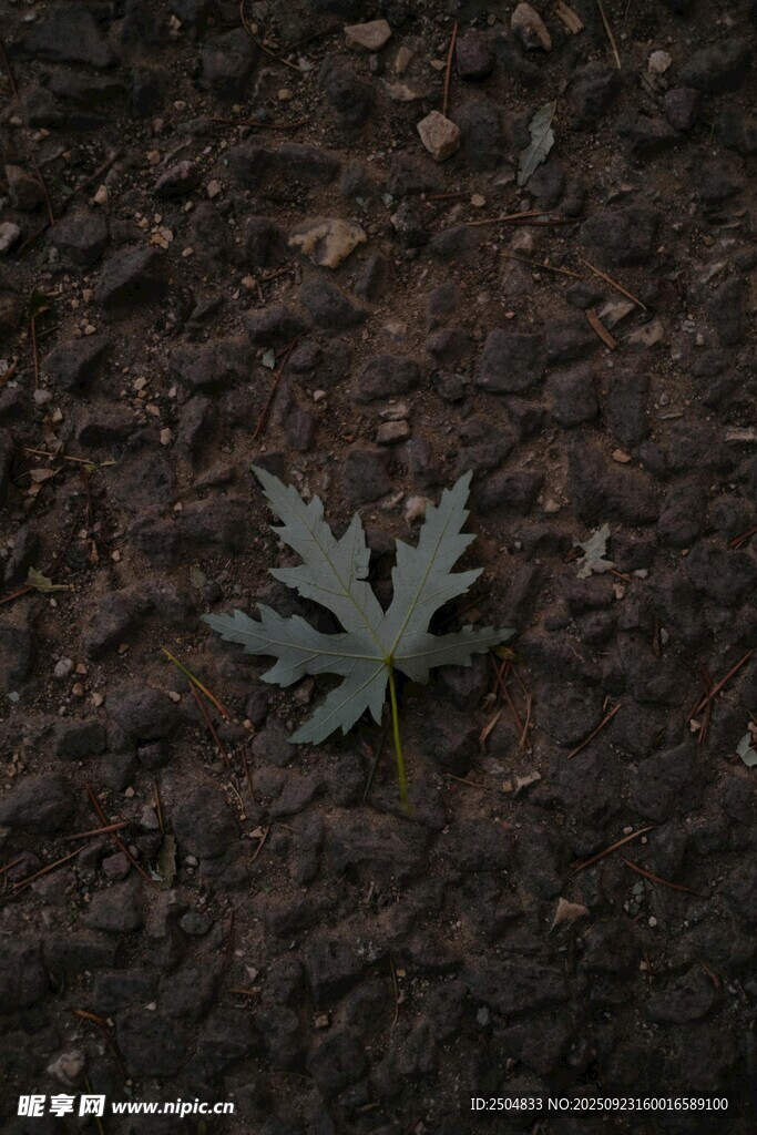 地面上的一片枯叶