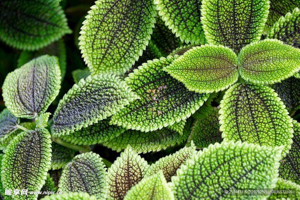 翠绿带紫斑的植物叶片