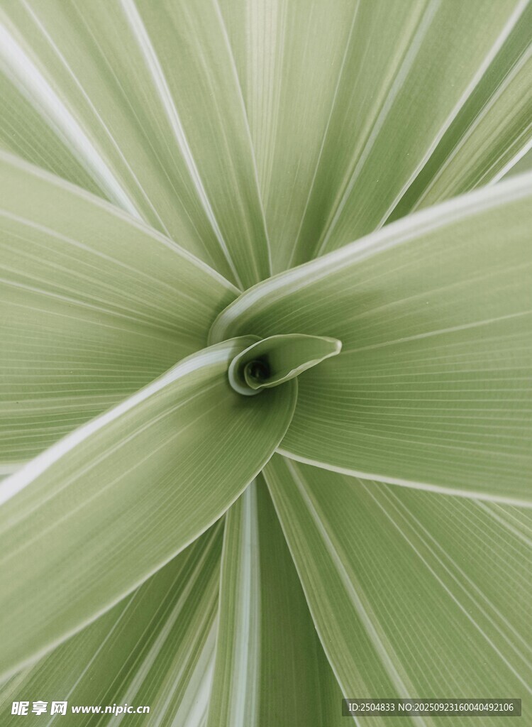 翠绿舒展的植物叶片特写