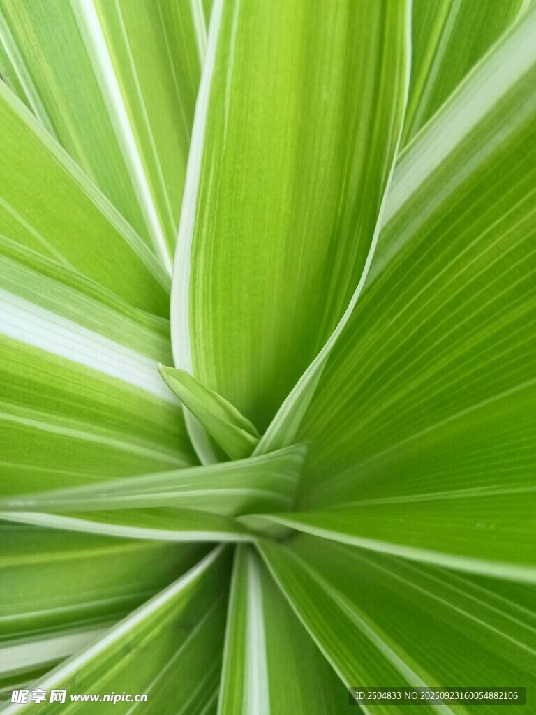 翠绿叶片特写