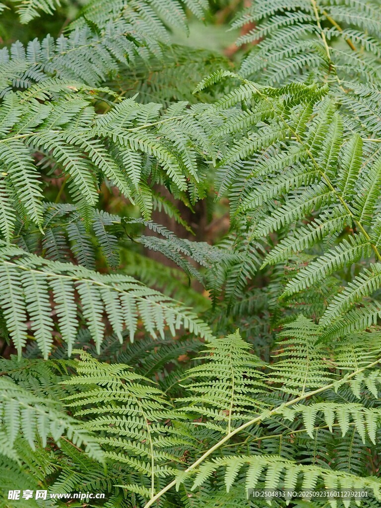 翠绿蕨类植物叶片特写