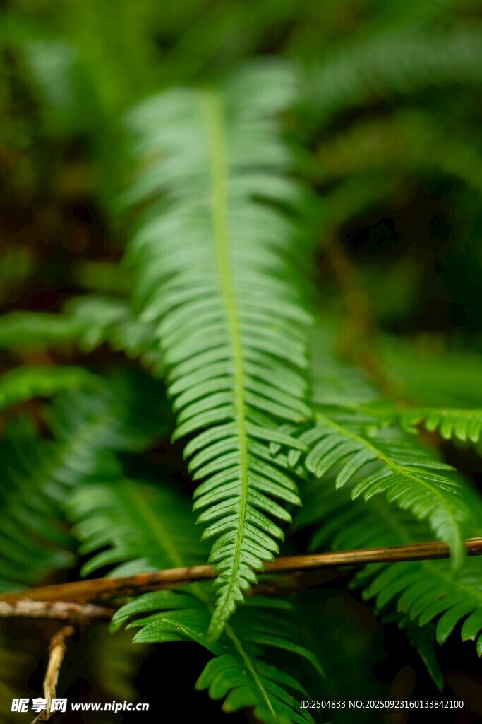 翠绿蕨类植物叶片特写