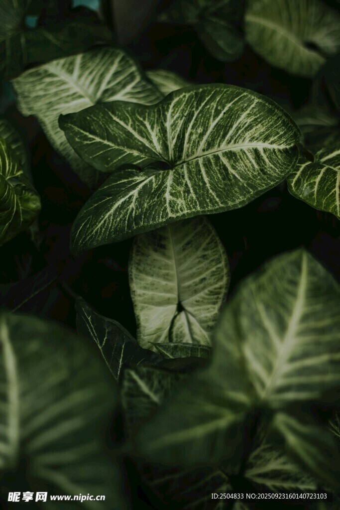 翠绿斑斓的热带植物叶片