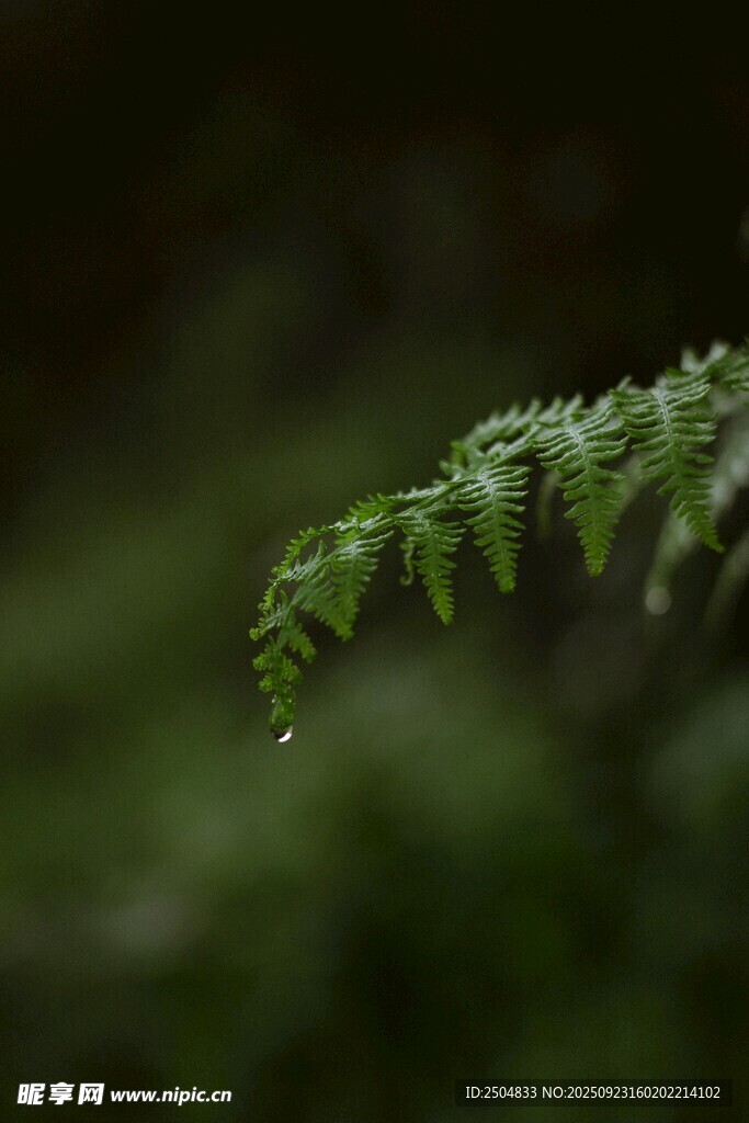 带水珠的嫩绿蕨类叶片