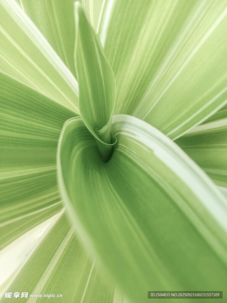 嫩绿叶片特写