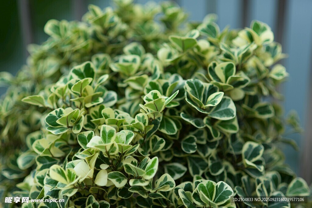 翠绿多肉植物特写