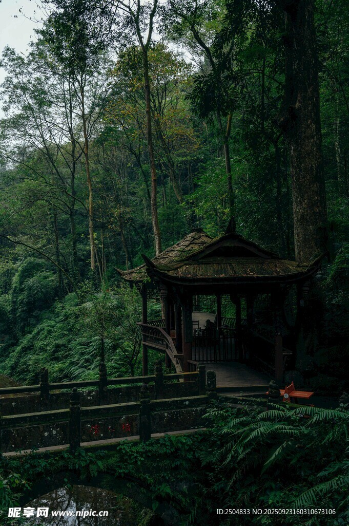 林间古亭 静谧自然之景