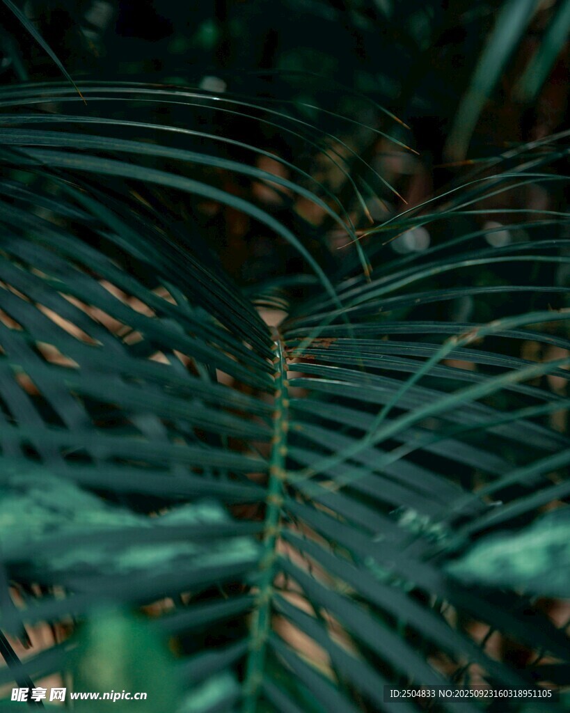 翠绿繁茂的羽状植物叶片
