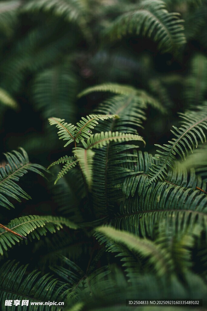 翠绿蕨类植物特写