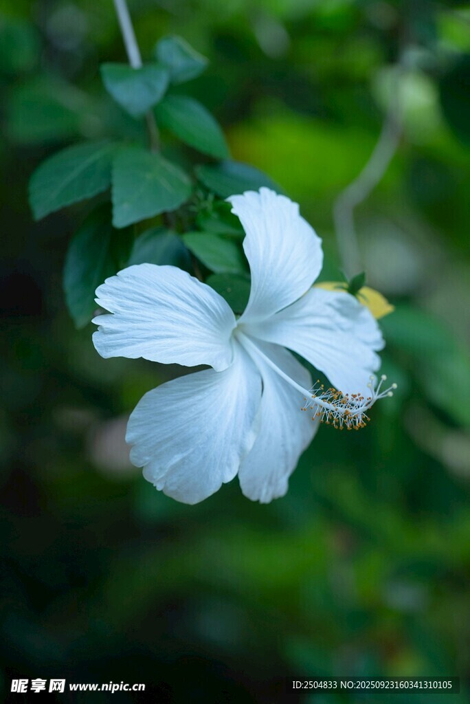 白色木槿花特写