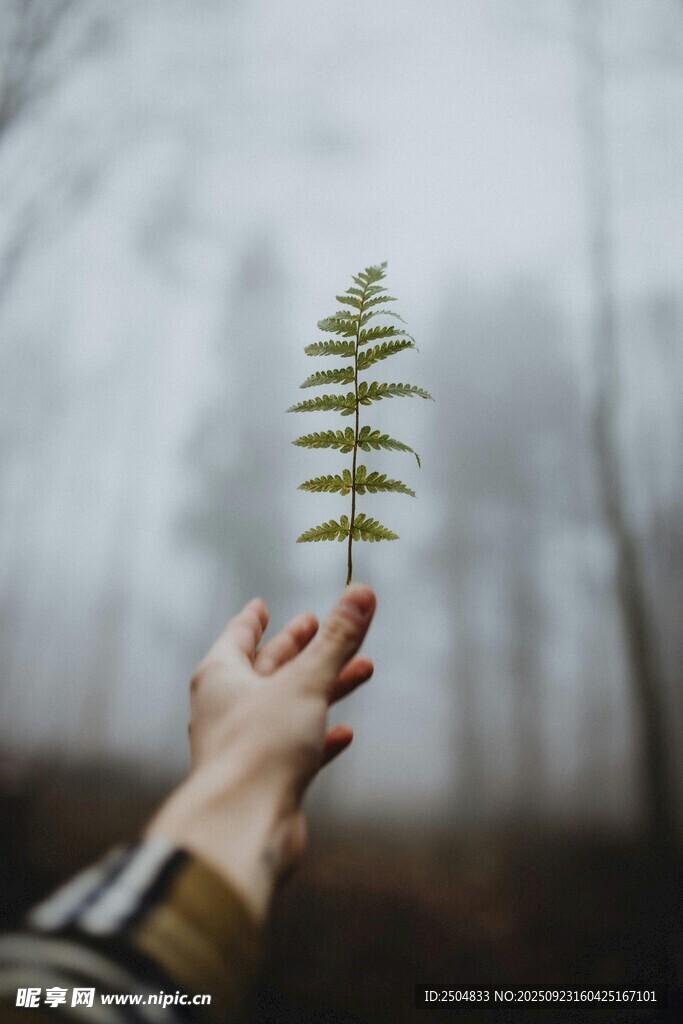 手托嫩绿蕨叶的自然瞬间