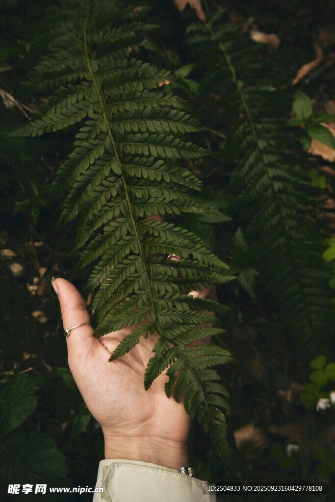 手触蕨类叶片的自然瞬间