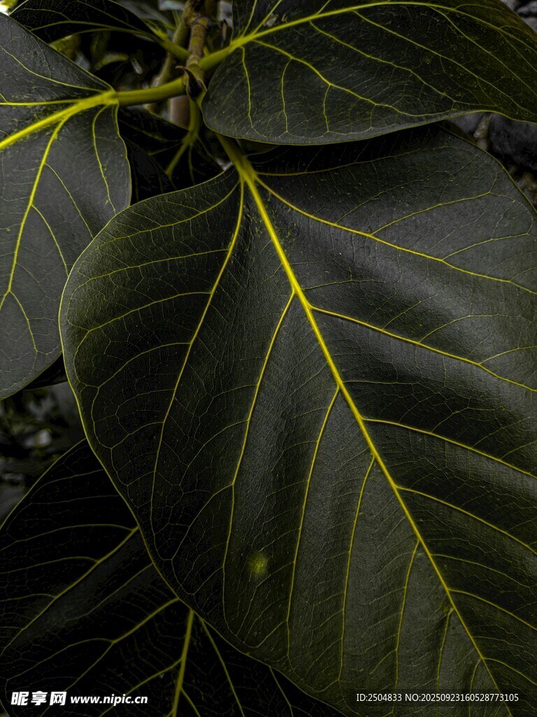 深绿脉络的宽大植物叶片