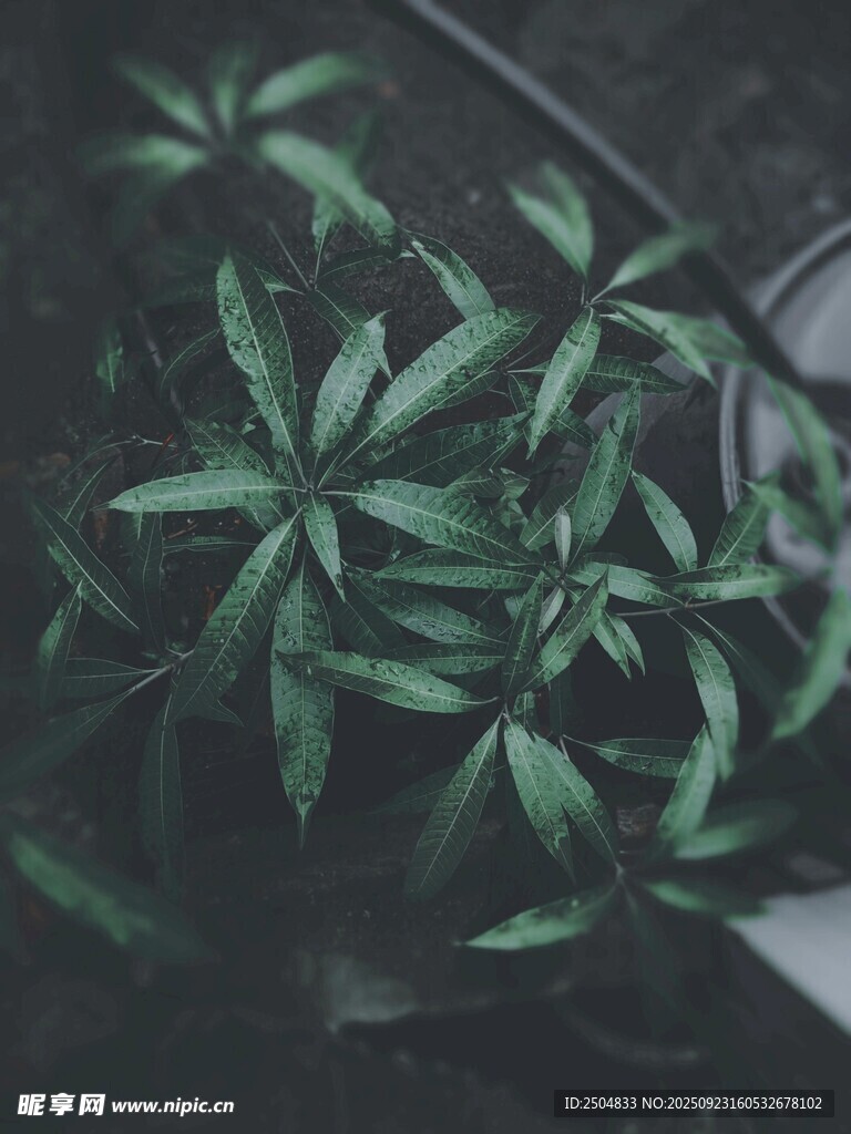 翠绿植物特写