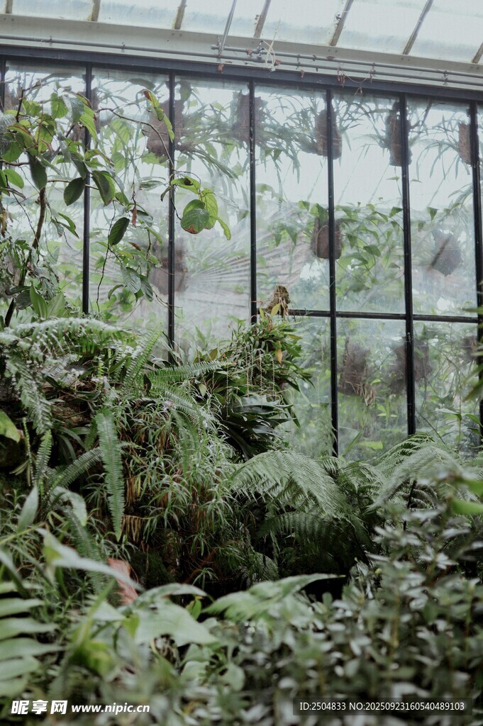 温室中的繁茂绿植景观