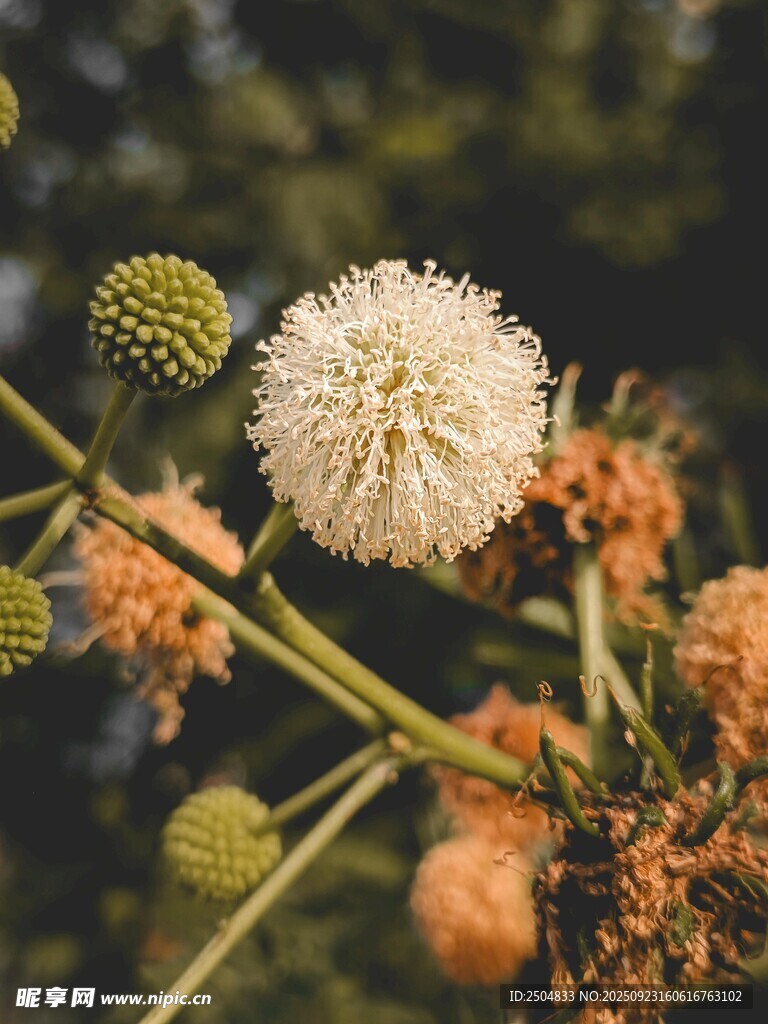 白色绒球花特写