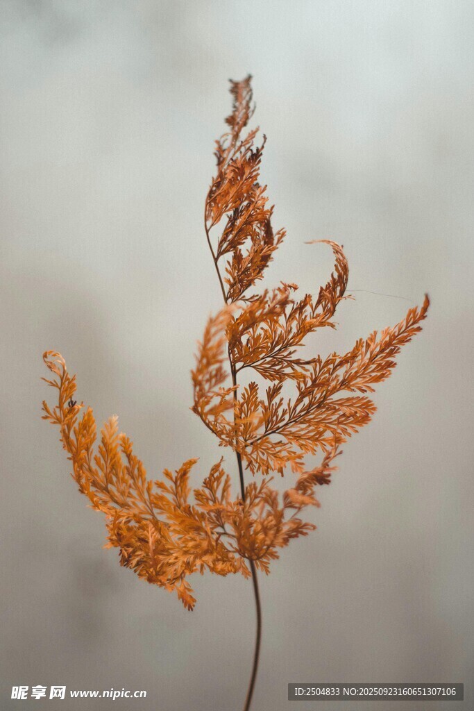 枯萎蕨类植物特写
