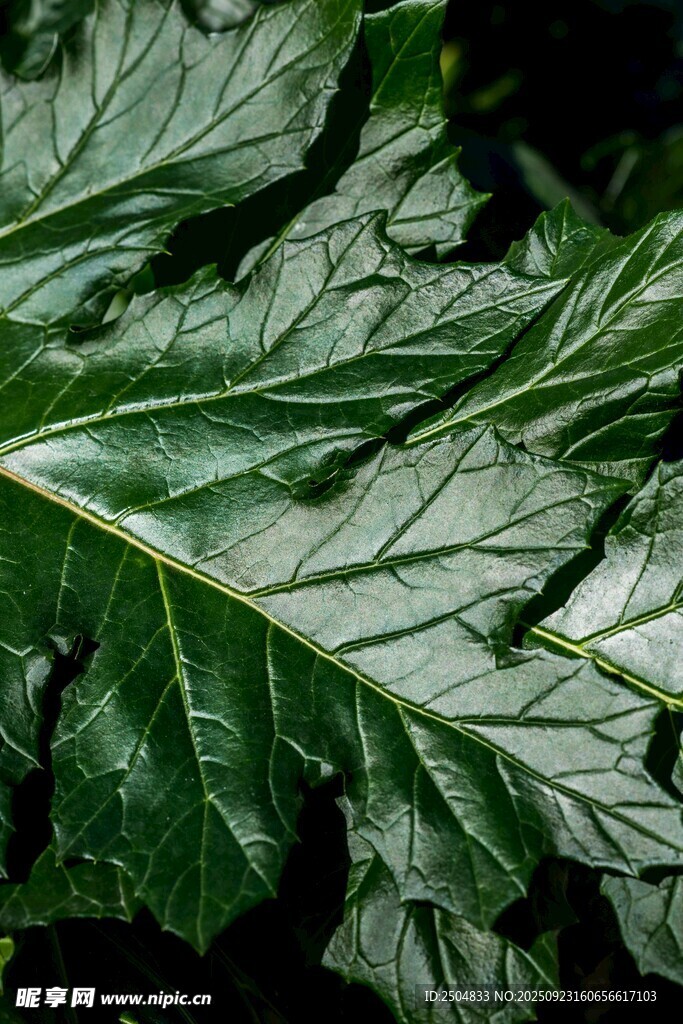 翠绿纹理清晰的植物叶片