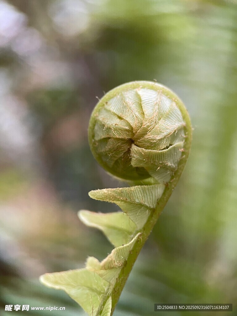 卷曲的蕨类植物嫩叶