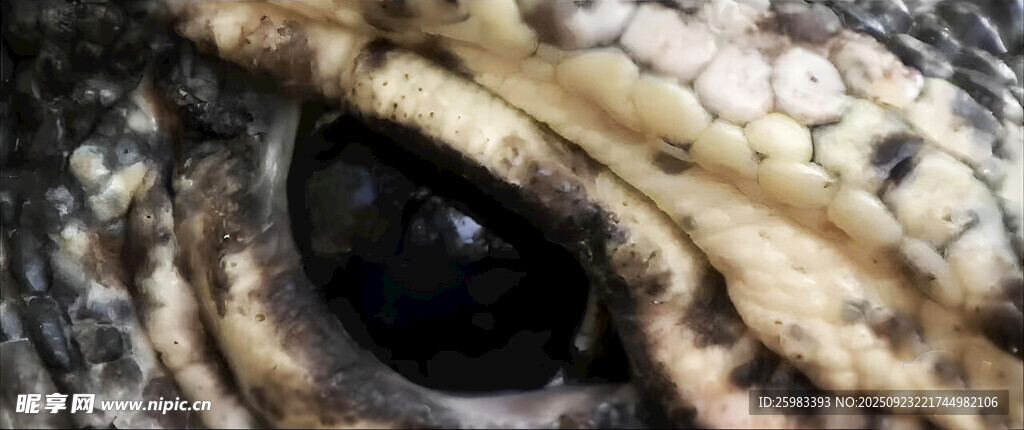 鳄鱼眼睛
