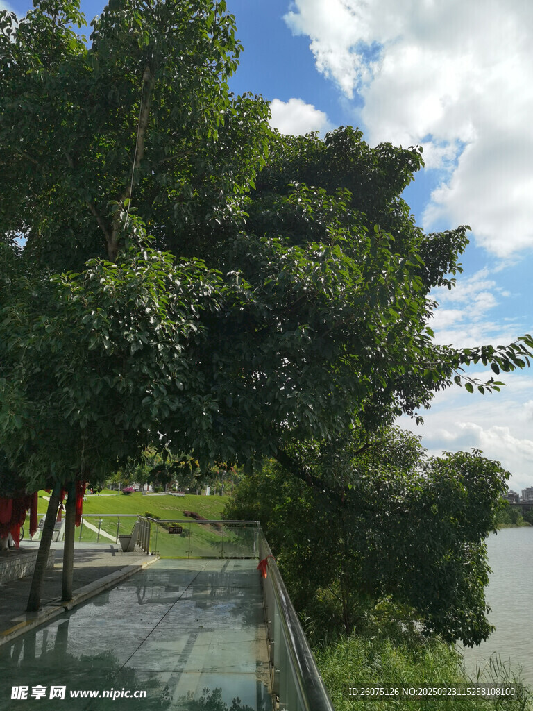 湖边绿荫小道风景
