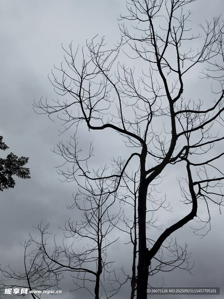 枯树傲立苍穹