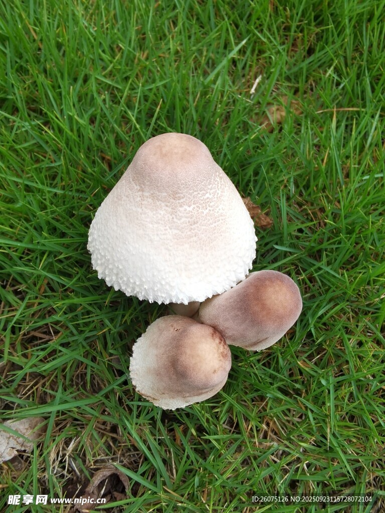 草地上的蘑菇