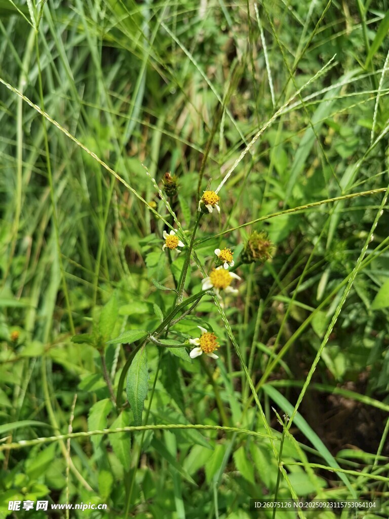 草丛中的黄色小花