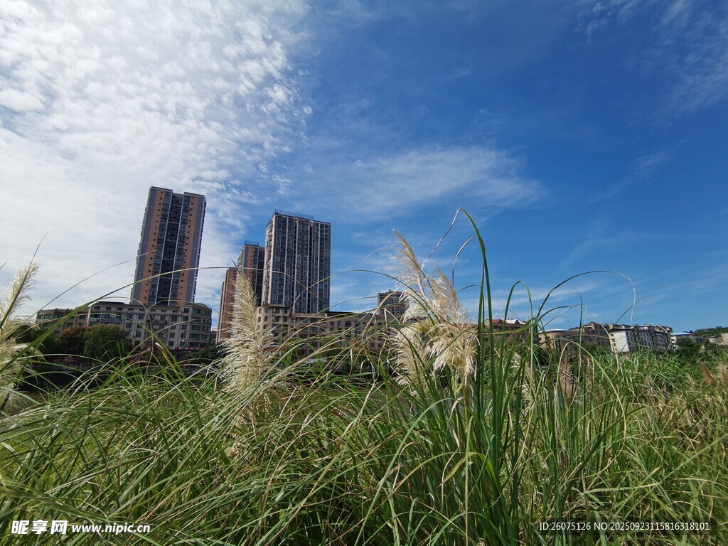 城市草地与高楼的景致