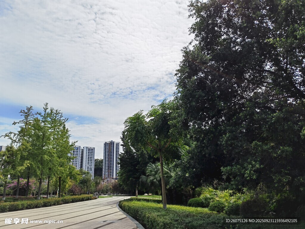 城市林荫小道景观