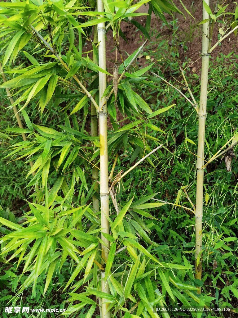 翠绿竹林中的挺拔嫩竹