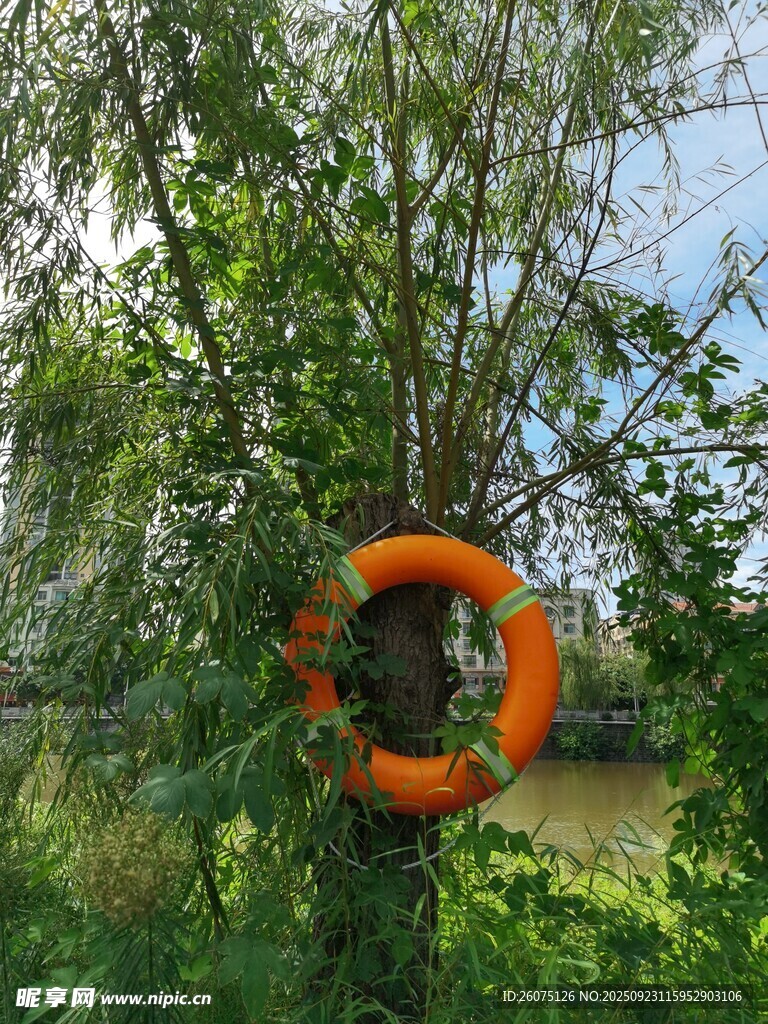 树上的橙色救生圈