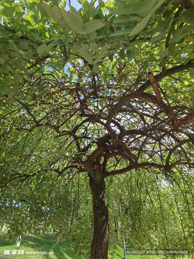 绿荫下的繁茂树木