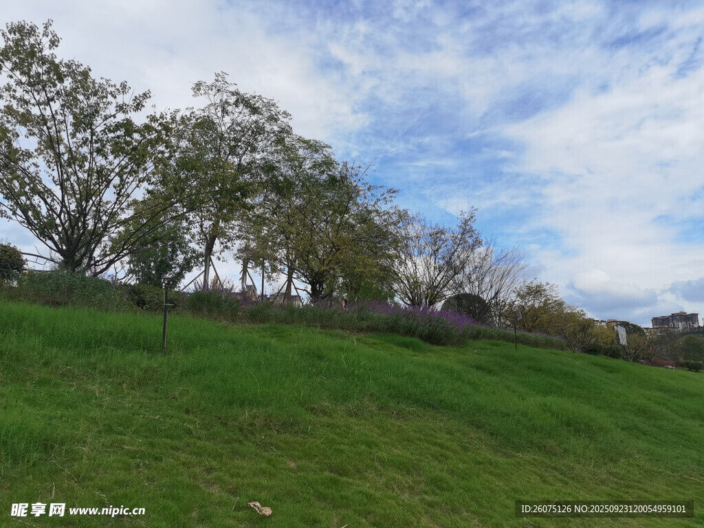 绿意盎然的山坡风景