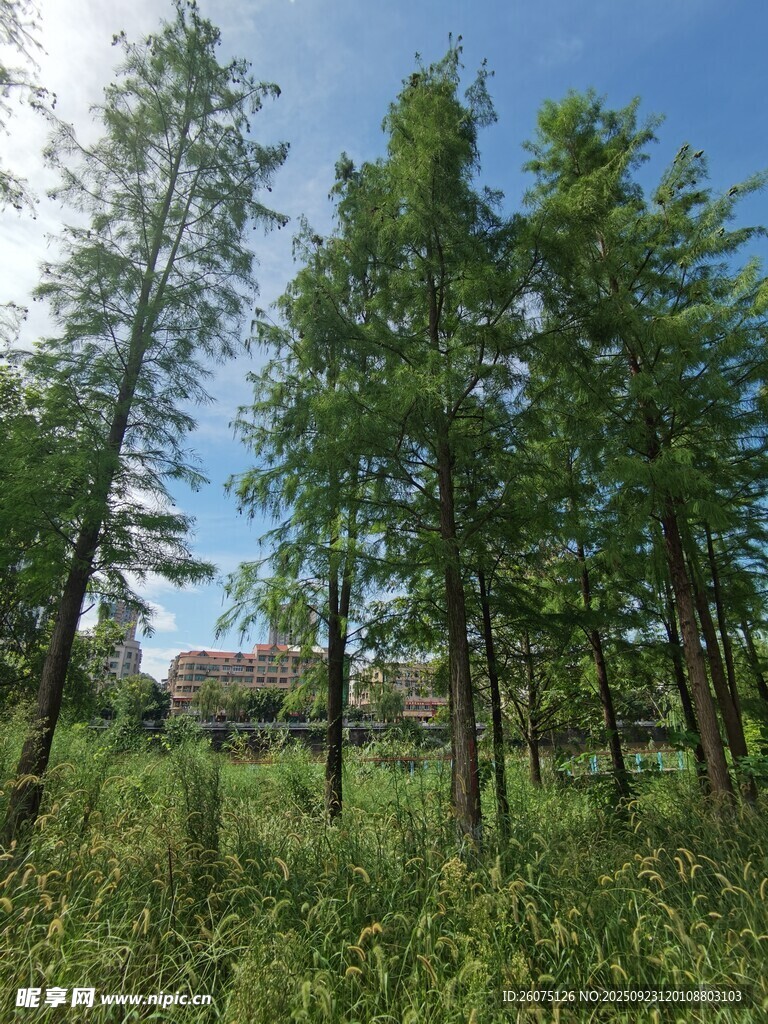 夏日林间绿意盎然