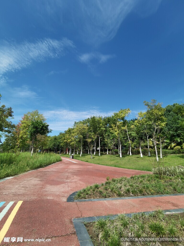 户外美丽的林荫步道景观