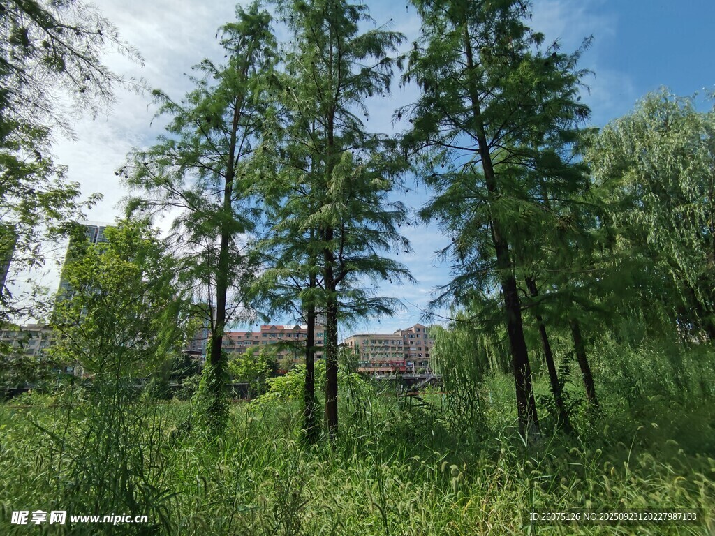 夏日葱郁树林景观