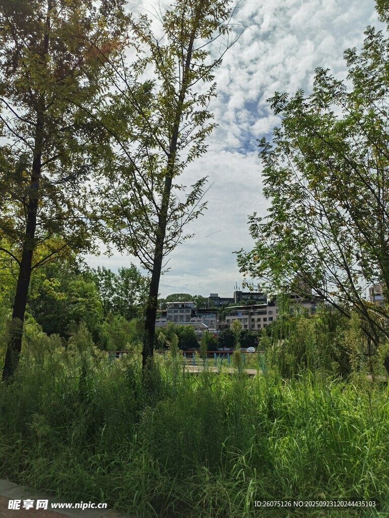 林间绿草如茵的自然景致