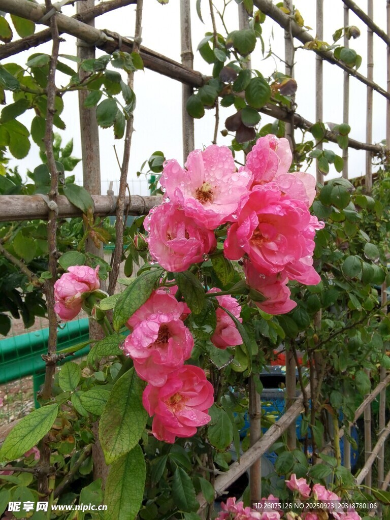粉色蔷薇花绽放于花架