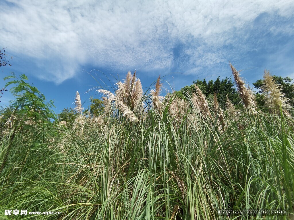 蓝天白云下的茂密芦苇丛