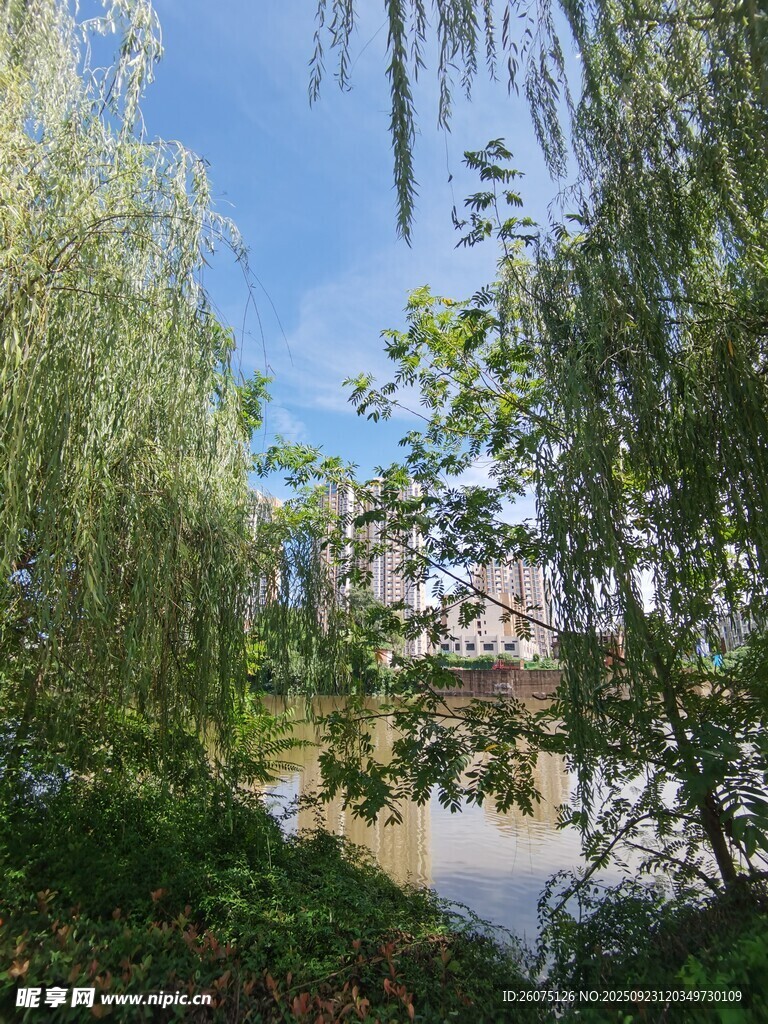 河畔垂柳绿意盎然景色美