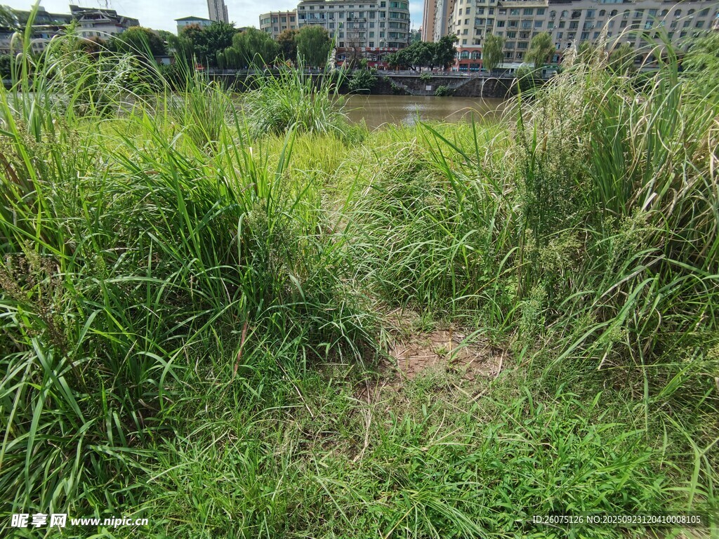 野外丛生的绿色茂盛野草