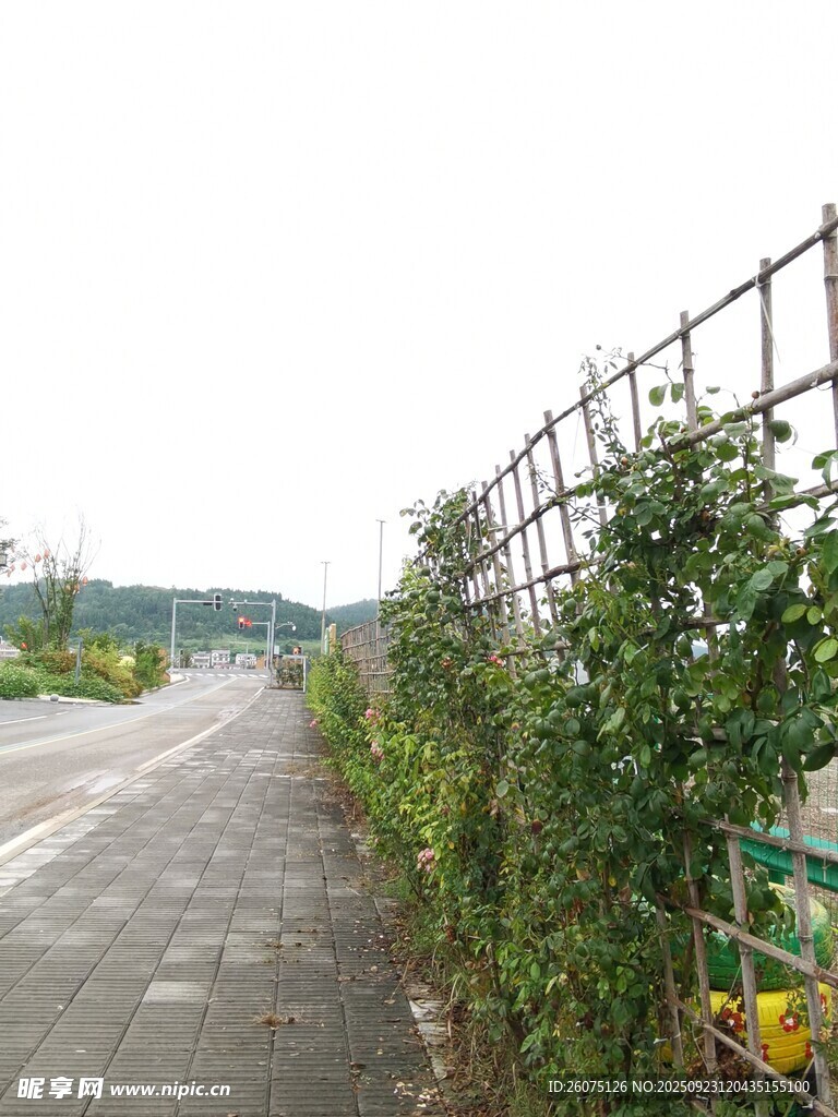 乡村路旁绿植攀爬围栏