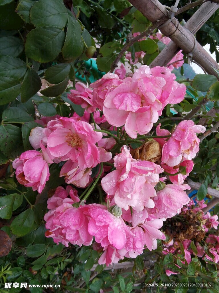娇艳粉色花丛绽放