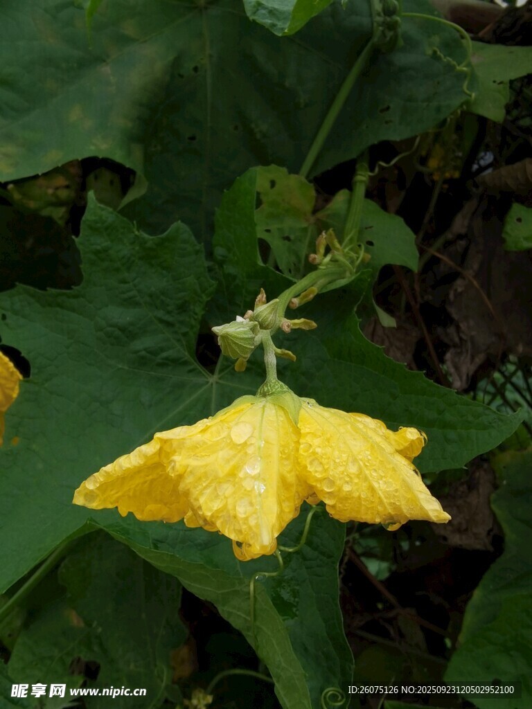 黄色绽放的鲜嫩南瓜花
