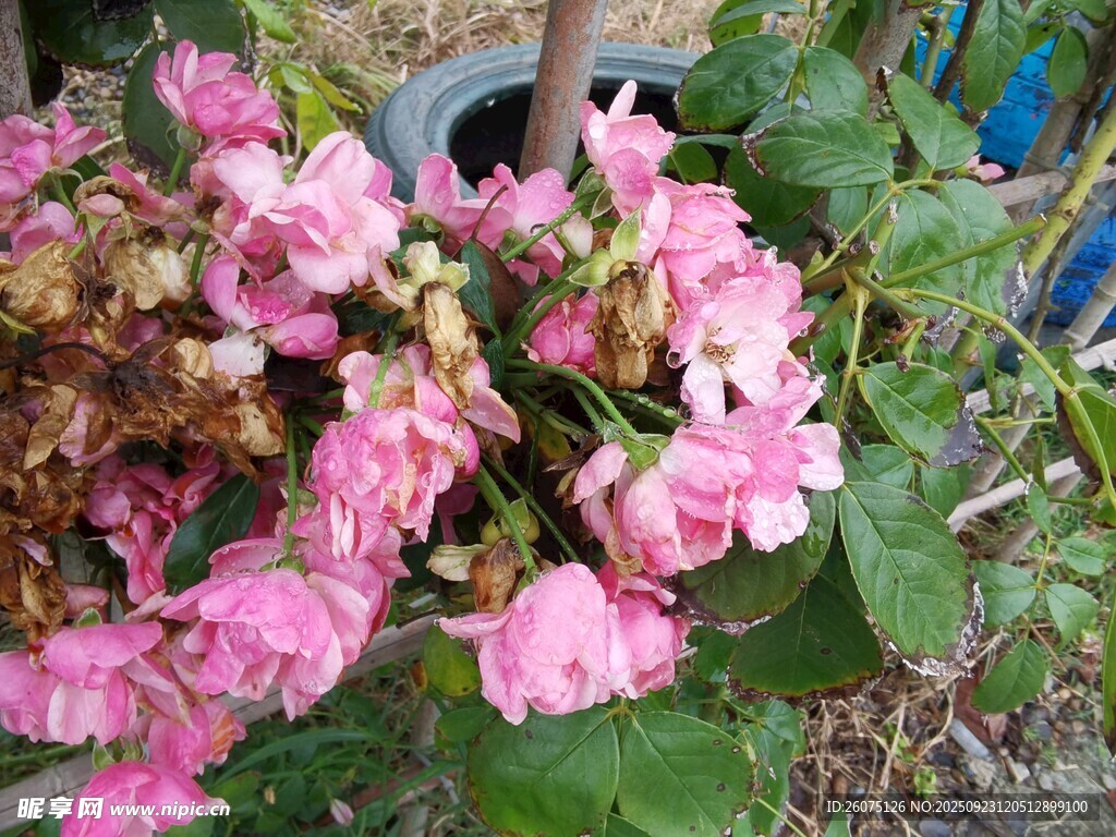 娇艳粉色花卉特写