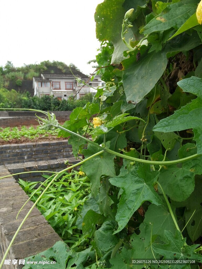 藤蔓缠绕的田园景致