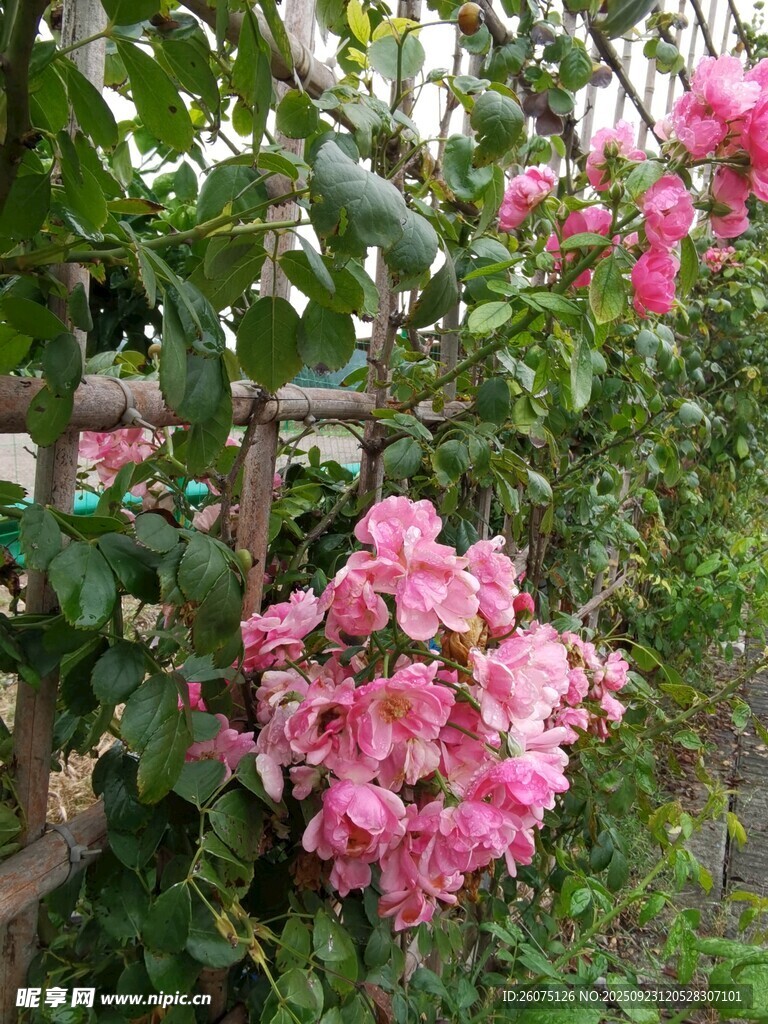 娇艳粉色花朵绽放于藤间