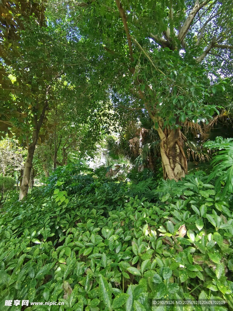 繁茂绿植环绕的林间景象